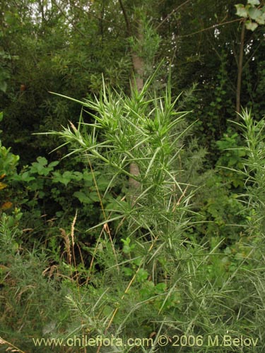 Image of Ulex europaeus (Corena / Espinillo / Yáquil). Click to enlarge parts of image.